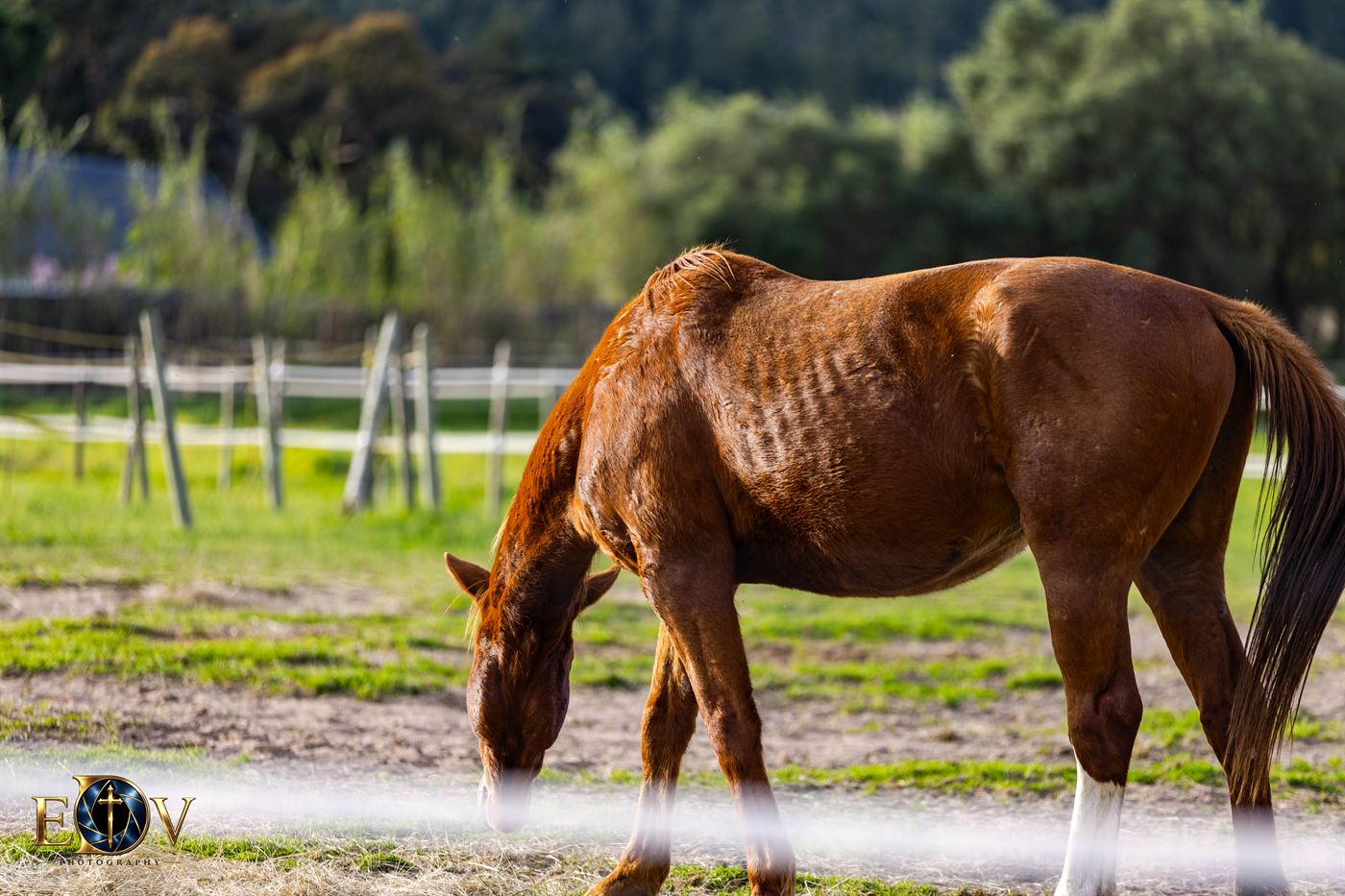 Chestnut horse grazing in an open paddock