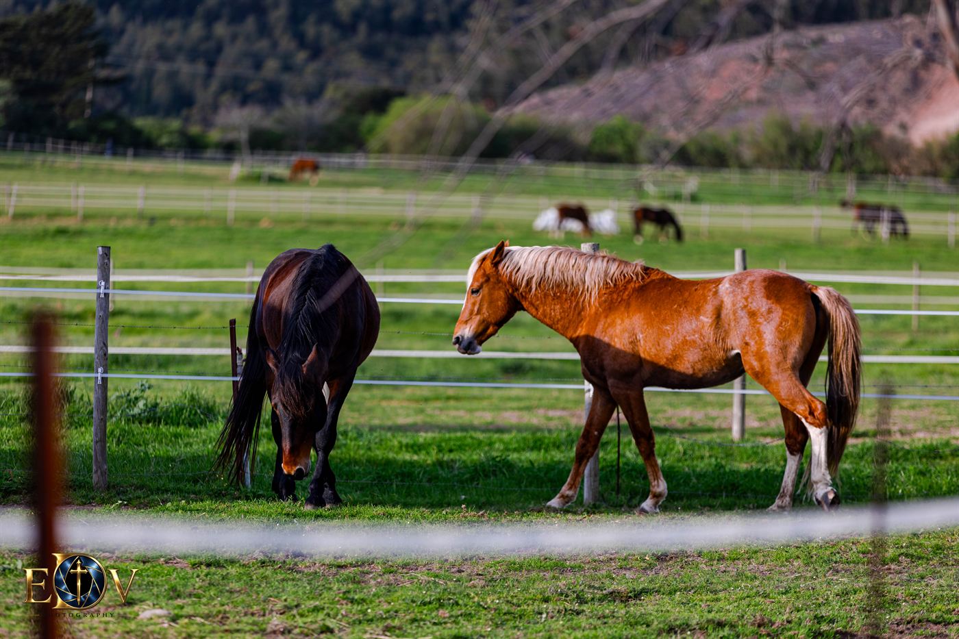 Two horses meeting across a fence line in a winelands paddock